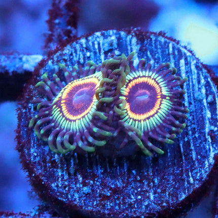 GB Rainbow Eclipse Zoa