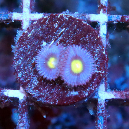 WWC AOI Zoa