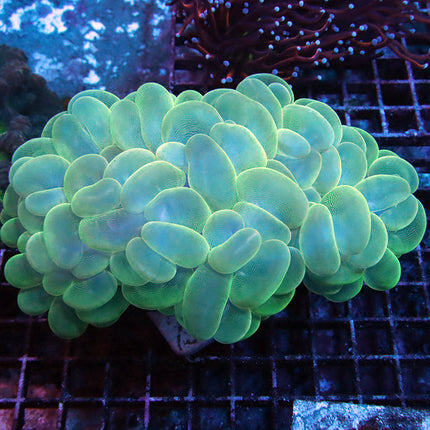 XL Neon bubble Coral