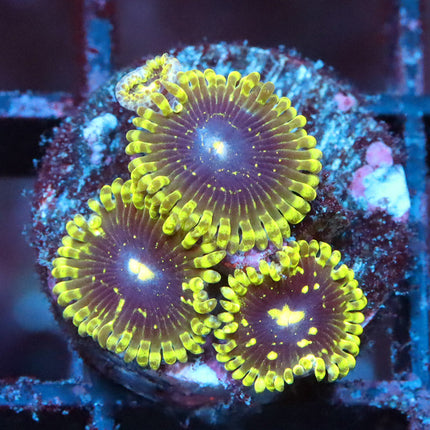 Exosphere Zoa