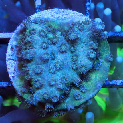 Blueberry Cheesecake Cyphastrea