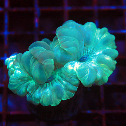 Fantastic Fox Coral