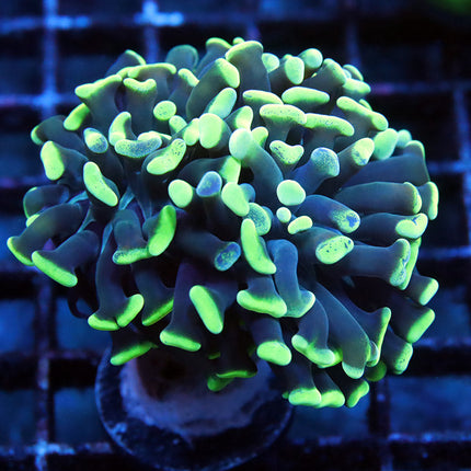 Neon Branching Hammer (double)