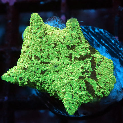 Kryptonite Mushroom