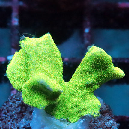 Neon Branching Pavona