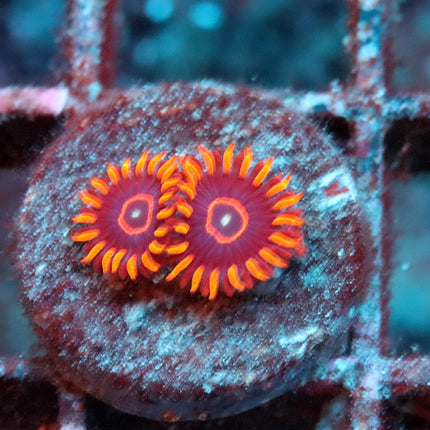 Red Hornet Zoa
