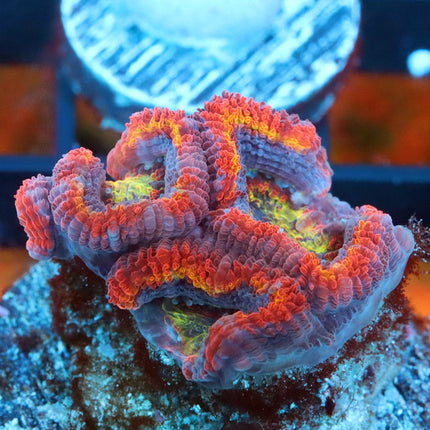 Ultra Rainbow Acan