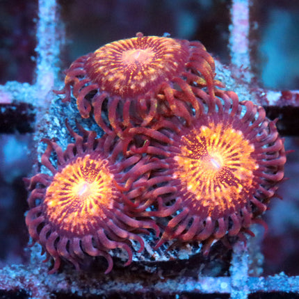 Pandora Zoa