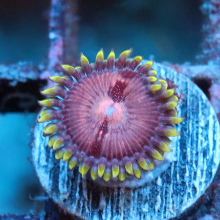 Purple Monster Nebula Zoa