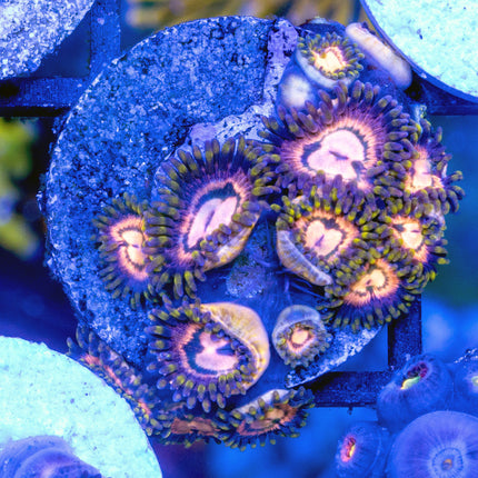 JKR Carb Nebula Zoa