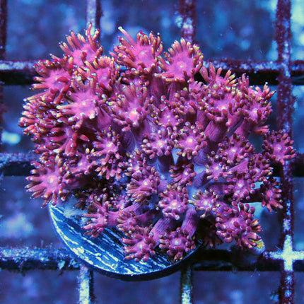 Lavender Haze Goni