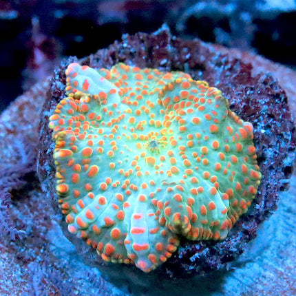 POTO Cameleon Mushroom