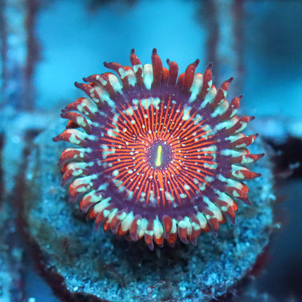 Salted Agave Zoa