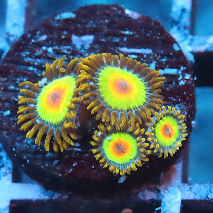 Rasta Zoa