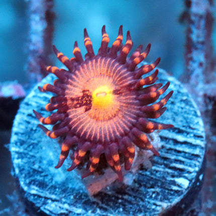 POTO Sakura Zoa