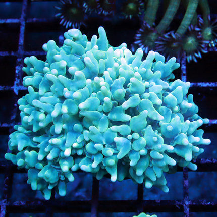 Teal Pearl Bubble Coral