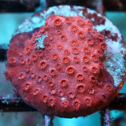 Raspberry Cyphastrea