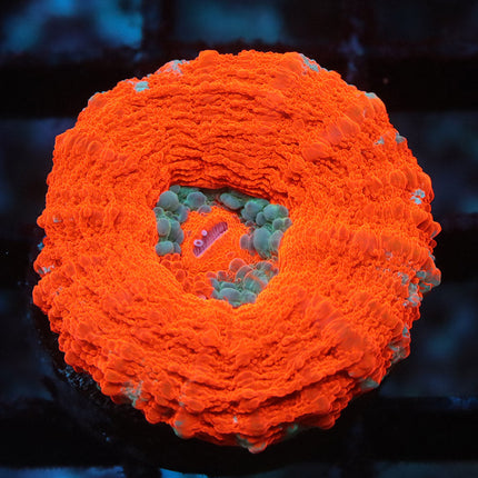 Ultra Orange Scoly