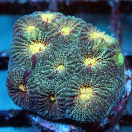 Camo Rainbow Favia
