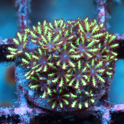 Blue Sympodium