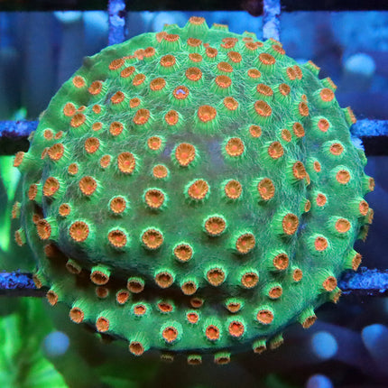 Meteor Shower Cyphastrea