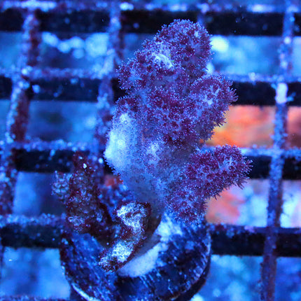 Purple Pocillopora