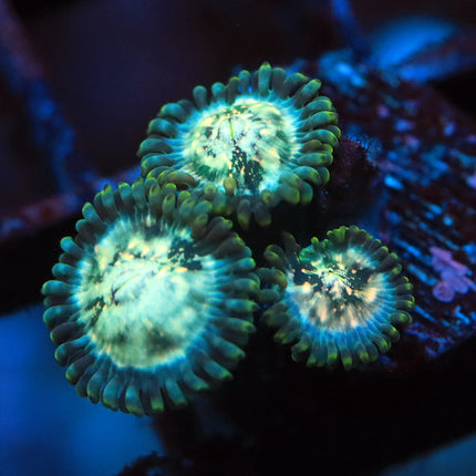 Milky Way Zoa