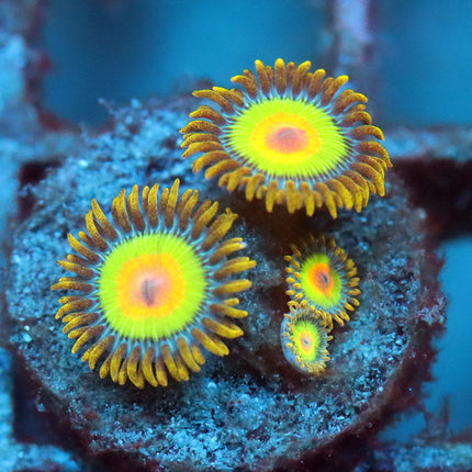 Rasta Zoa