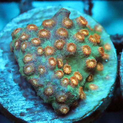 POTO Blue Sky Cyphastrea