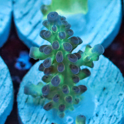 Greg Hiller's Aquadelight