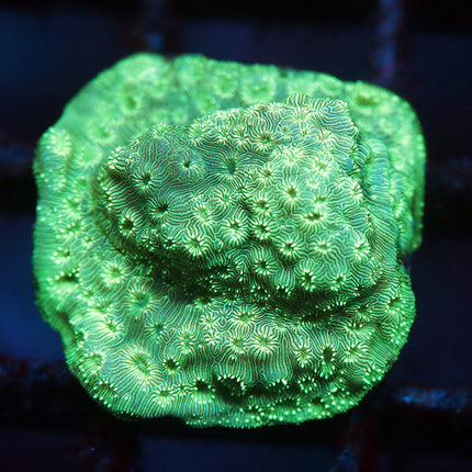 Mojito Pavona