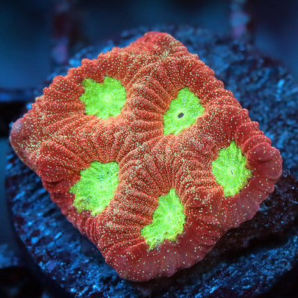 Sparkle Alien Eye Coral