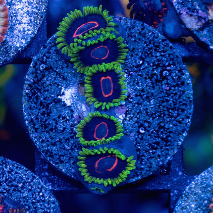 WWC Purple Heart Ring Zoa