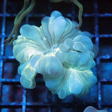 Fantasic Fox Coral