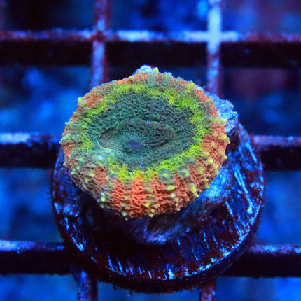 Rainbow Symphyllia