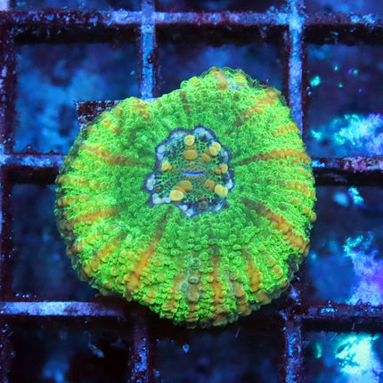 Neon Button Scoly