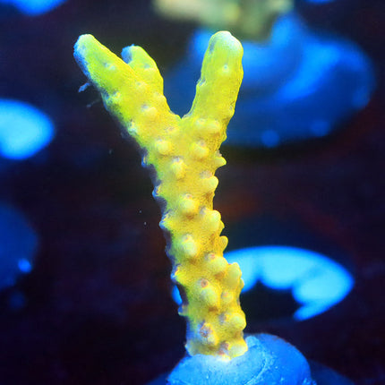RRC Goldenrod