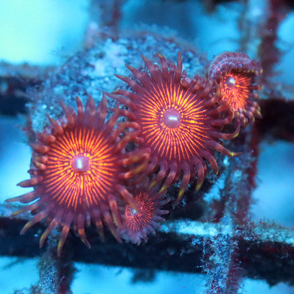 Night Crawler Zoa
