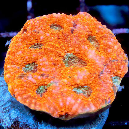 Pumpkin Cake Acan Echinata