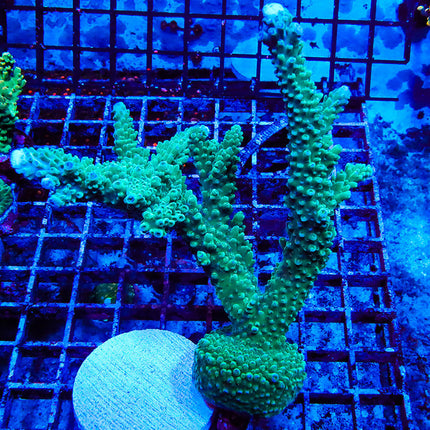 POTO XL Turquoise Stag Colony