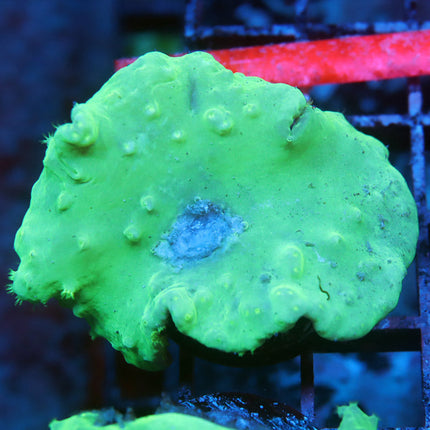 Neon Cabbage Coral