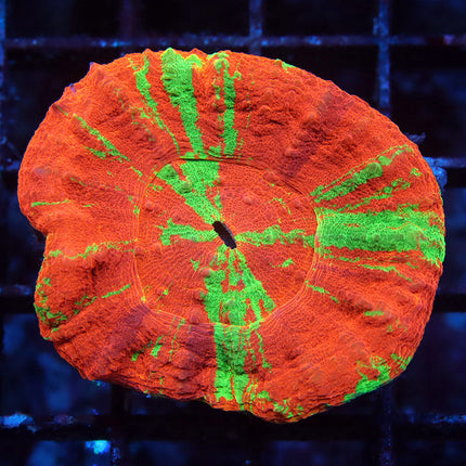 Ultra Candy Apple Scoly
