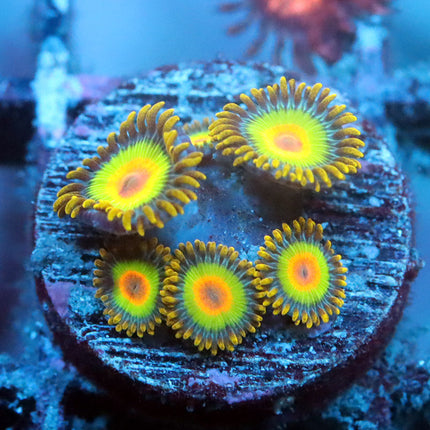 Rasta Zoa