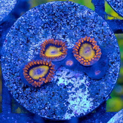 BEBB Zoa
