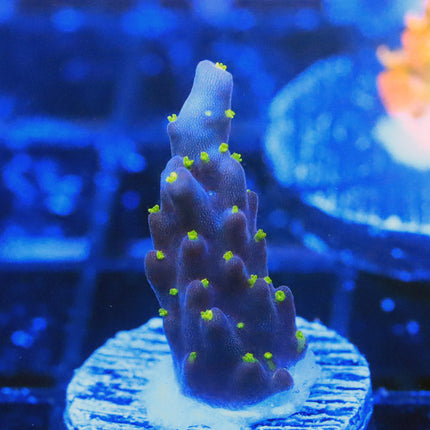 POTO Blueberry Bonsai