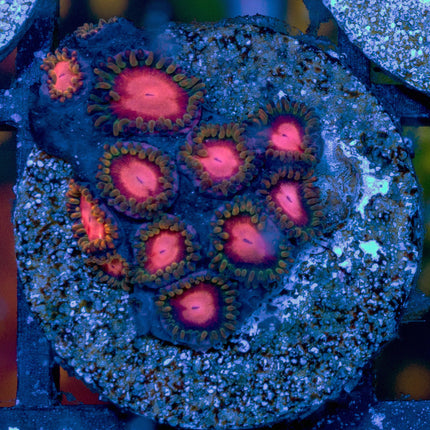 KH Sunburst Zoa