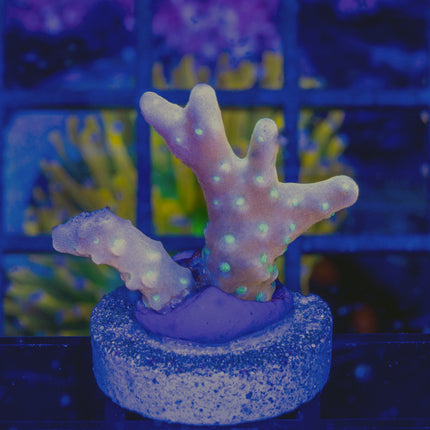 RRC Tropicana Anacropora