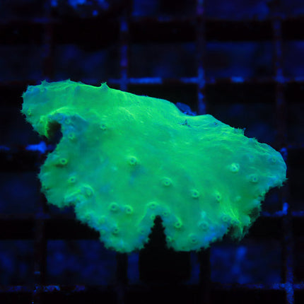 Neon Cabbage Coral