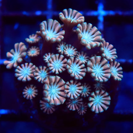 POTO Pink Alveopora
