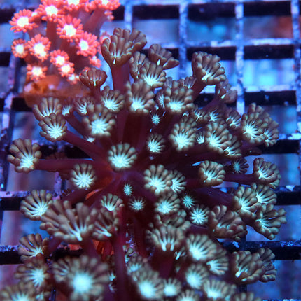 Peach Nectar Alvepora
